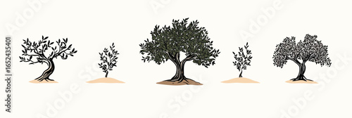 Minimalist flat vector illustration of olive trees in various growth stages with detailed branches and leaves on light background, nature emblem design bundle