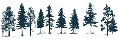 Detailed silhouette illustration of various evergreen trees and conifers in flat minimalist style isolated on white background for nature and forest design