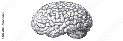 Detailed black and white human brain illustration with stippling halftone texture, realistic anatomy side view drawing in retro grain effect style, neuroscience concept vector