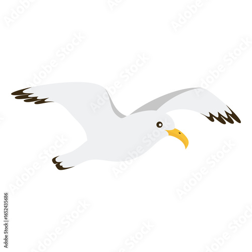 seagull isolated on white background