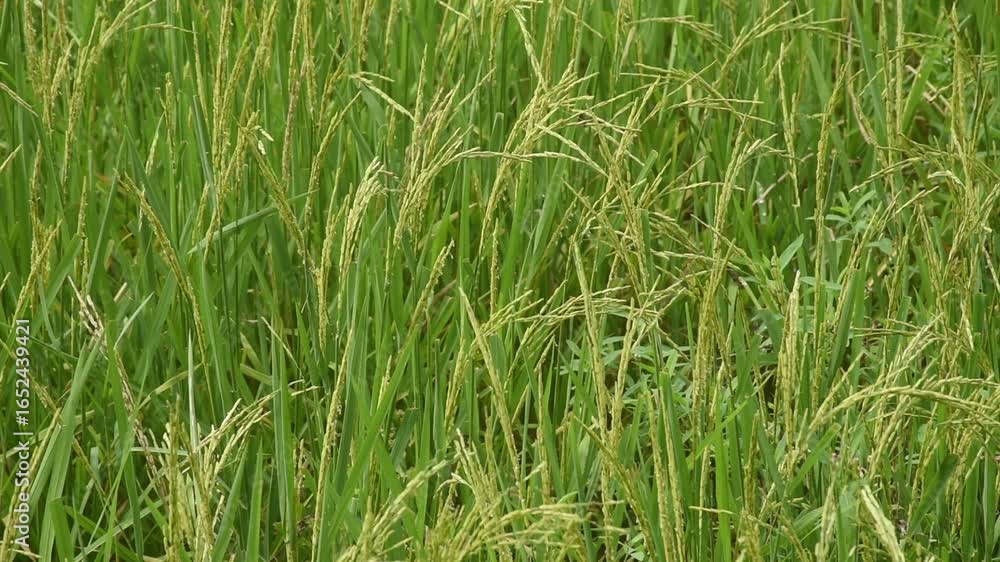 rice paddy growing on branch and flowing from wind blow in farm rice paddy growing on branch and flowing from wind blow in farm