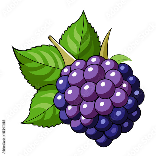 bramble-fruit-on-white-background