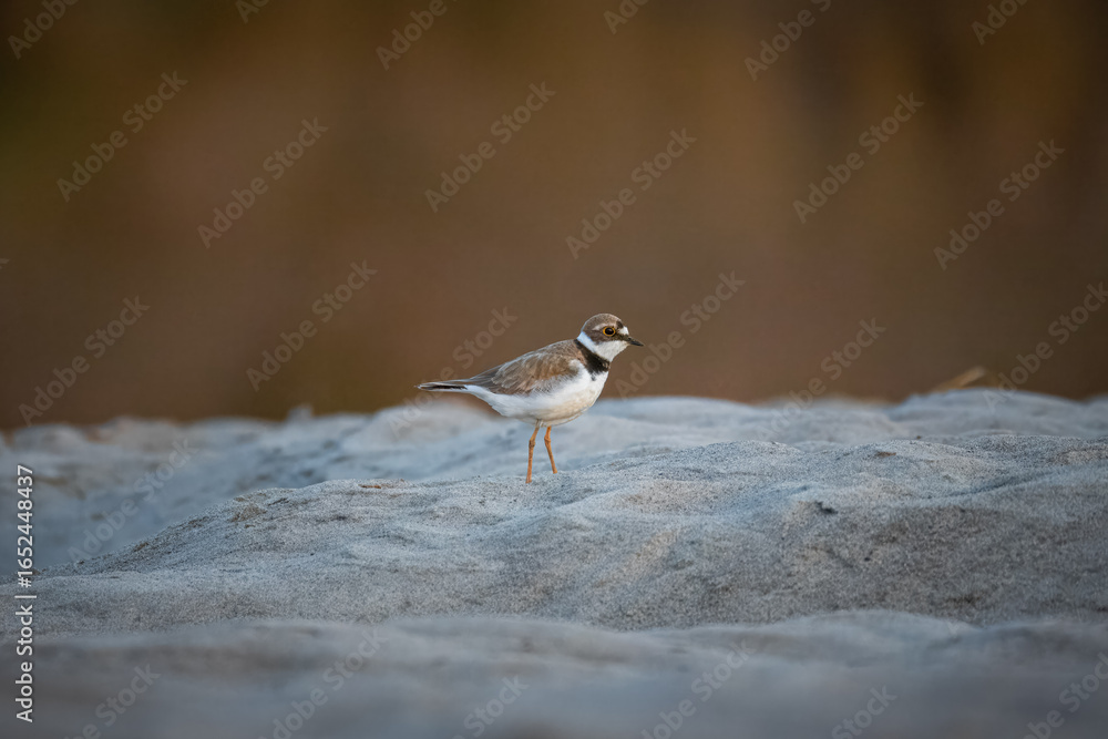 Fototapeta premium An adult Little Ringed Plover stands on the sandy riverbank, perpendicular to the camera lens, with a brown ground background on a summer sunset. 