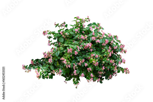 Pink flower bush isolated