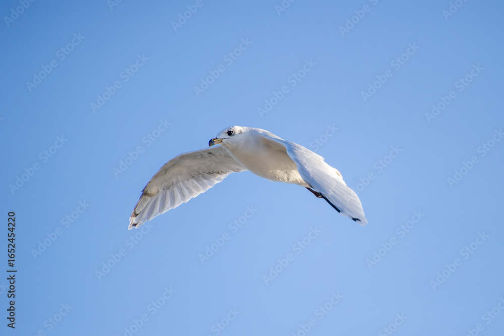 Obraz premium A graceful seagull soars through a clear blue sky with wings fully extended.