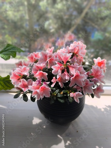 Delicate Pink Azalea Blooms in a Pot, Adding a Touch of Serenity to a Bright Window Ledge