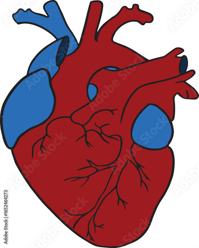 A detailed vector illustration of the human heart anatomy, showing chambers, veins, and arteries. This medical design highlights the cardiovascular system, useful for education