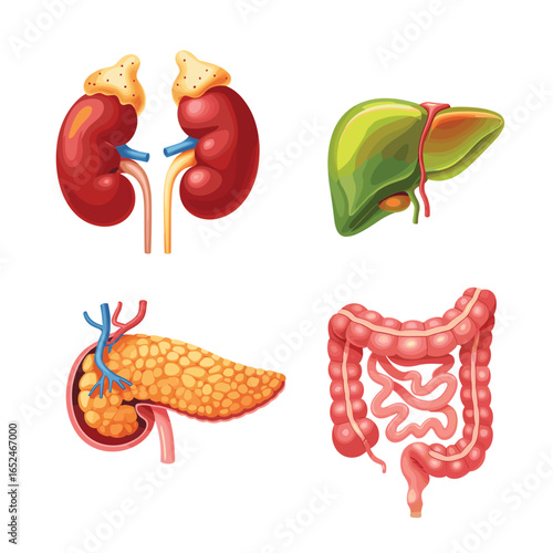 Human Kidney Liver Pancreas and Intestine Anatomy Illustrations human organs medical illustration