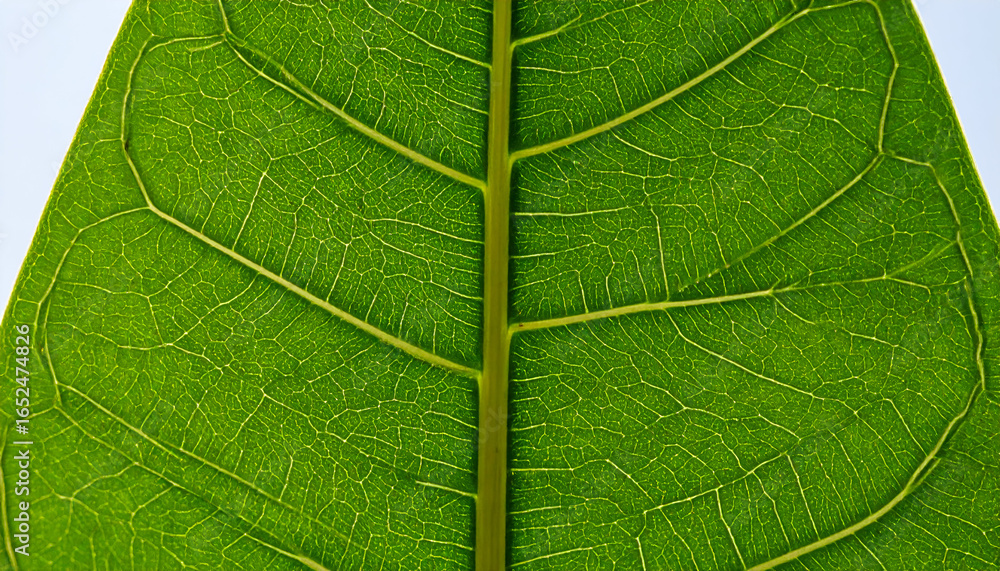 Obraz premium Close-up of a vibrant green leaf revealing intricate vein patterns and cellular structure against a bright background.
