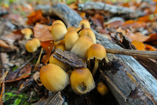 Shimmering Ink Cap Mushrooms Growing Together