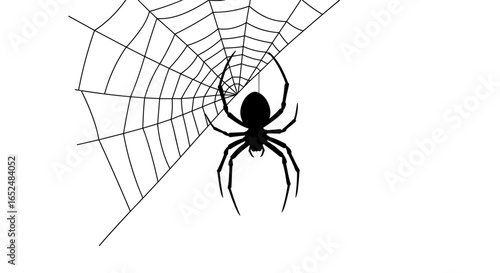 Black spider spinning web on white background, Halloween decoration 2025-2026, vector illustration svg