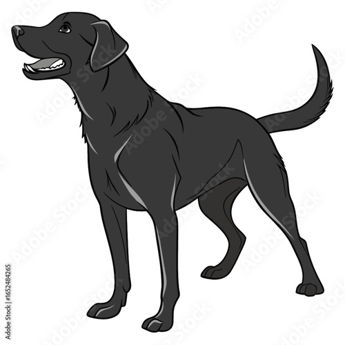 A purebred black and a golden retriever are featured in a studio portrait on a white background