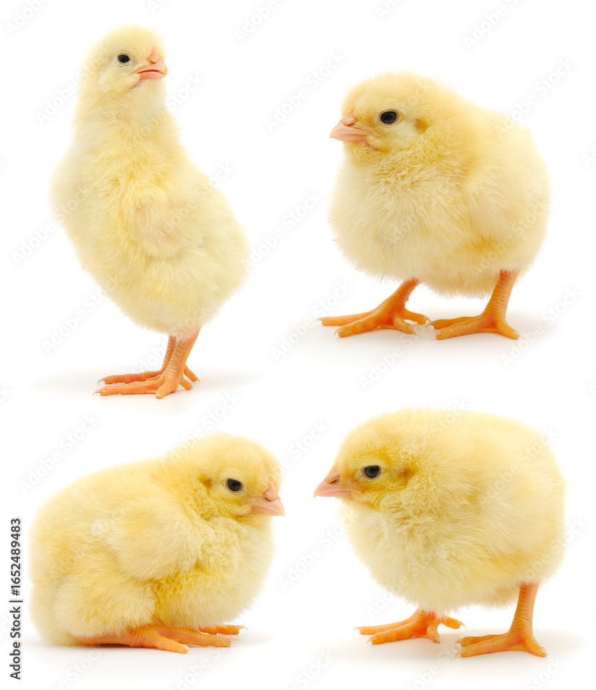 Fototapeta premium Four yellow chicks isolated on white background