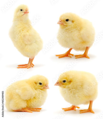 Wallpaper Mural Four yellow chicks isolated on white background Torontodigital.ca