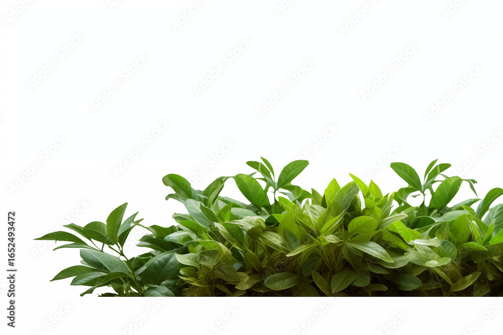 Obraz premium Green leafy trees and bushes in front of white background