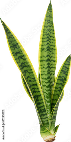 snake plant with transparent background