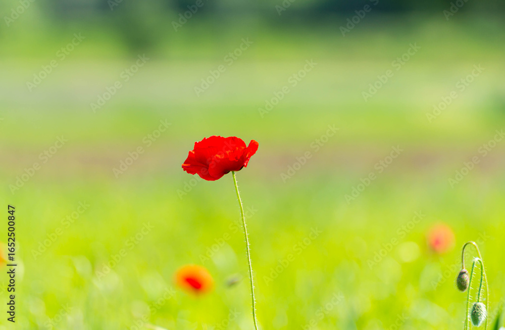 Obraz premium Beautiful red poppy flower against blurry green background. Red poppy in bloom on a background of wonderful colors. There is a very peaceful calm, almost poetic and vibrant feeling to the early summer