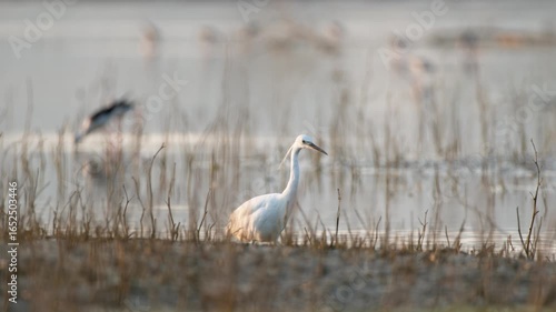 Little egret hunting at the water's edge, searching for food. Egretta garzetta. A little egret fishing by the lake.