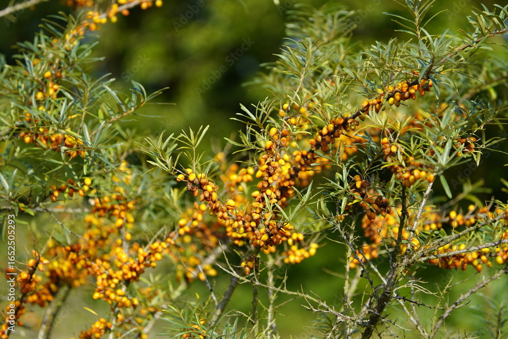Fototapeta premium Bushes of Hippophae rhamnoides, oleaster family (Elaeagnaceae). Mecklenburg-Western Pomerania, Germany.