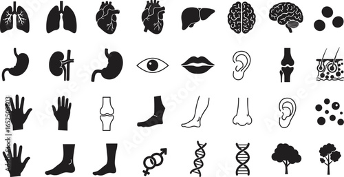 Human anatomy icons set, internal organs, body parts, medical symbols, health care illustrations, silhouette vector design