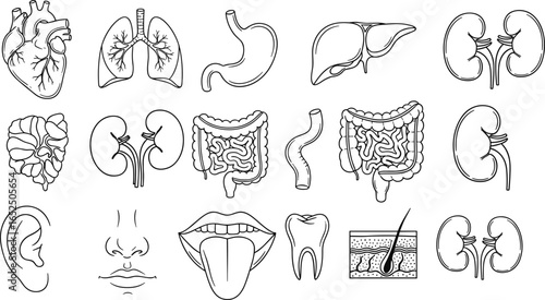 Human internal organs anatomy vector illustration, heart, lungs, stomach, liver, kidney, intestines, senses, medical drawing