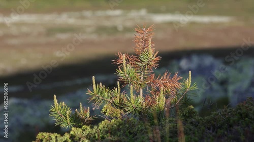 Small pine tree blowing in the wind in early morning light in Swedish mountains
