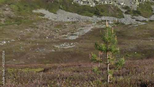 Small pine tree blowing in the wind in early morning light in Swedish mountains
