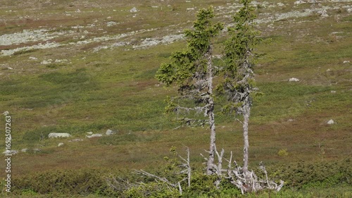 Two weathered spruce trees blowing in the wind above treeline in Swedish wilderness