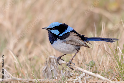 Fotografie Superb Fairywren in Breeding Plumage on Natural Perch