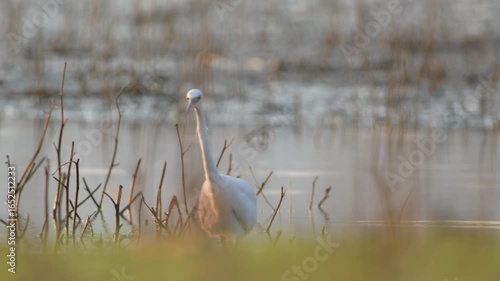 Little egret hunting at the water's edge, searching for food. Egretta garzetta. A little egret fishing by the lake.