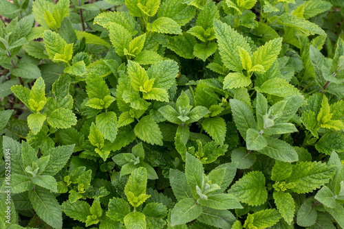 Wallpaper Mural leaves of green plans. green leaf texture background. green background Torontodigital.ca