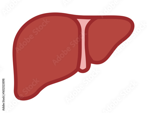 Human Liver Anatomy Vector Illustration