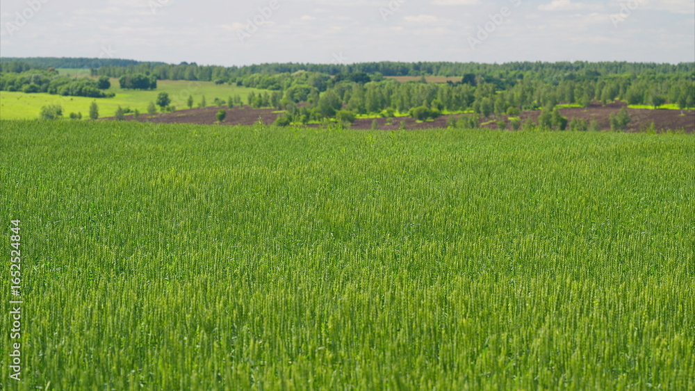Obraz premium Vast and Expansive Lush Green Fields with Rolling Hills Underneath a Beautiful Clear Blue Sky