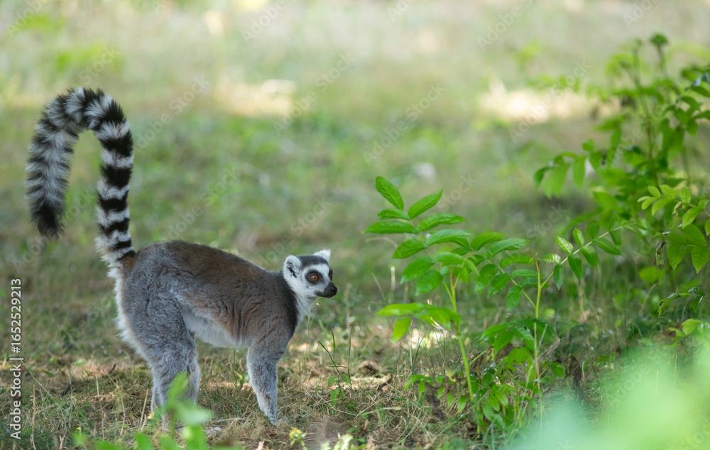 Fototapeta premium Lemur at the bird park in Villars-les-Dombes, France