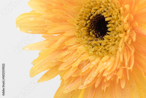Tableau sur toile A close-up of a yellow gerbera daisy