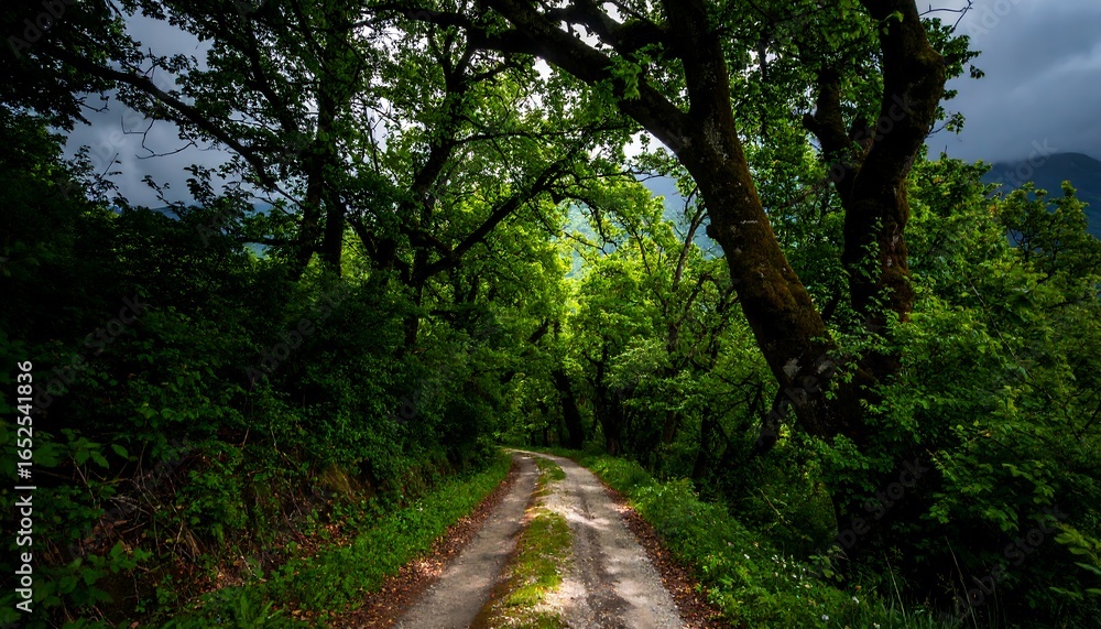 Naklejka premium Winding path through a lush forest