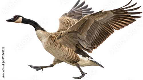 Wallpaper Mural High resolution image of a goose, transparent background Torontodigital.ca