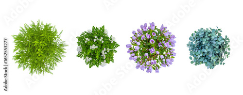 Four Garden Plants, Top View, Green, White, Purple, Blue, Landscape Design Element, Architecture Plan, Isolated, Transparent Background