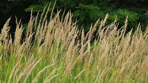 A light breeze rustles the blades of grass causing them to sway gracefully