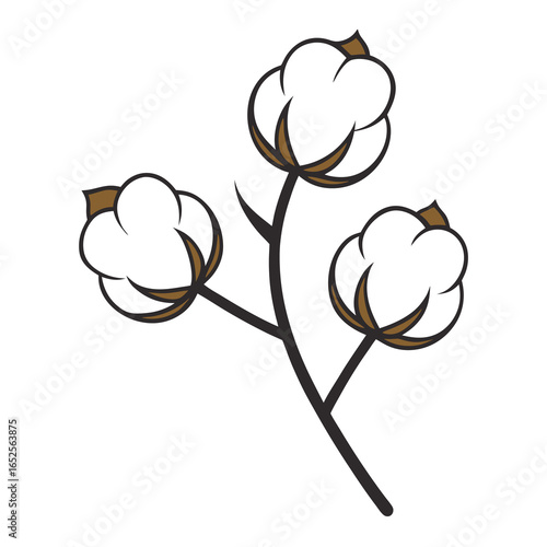 Three fluffy cotton bolls on a stem