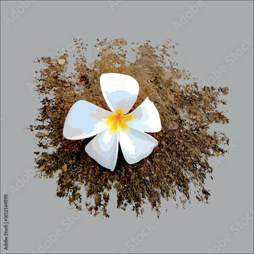 vector illustration of Plumeria flowers and ground, also known as frangipani or champa flower.
