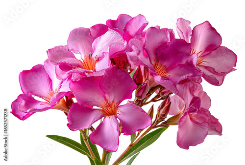 Cluster of vibrant pink oleander flowers isolated on transparent background