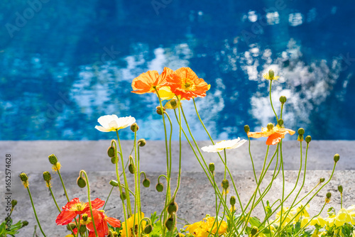 Colorful poppies bloom by clear blue swimming pool. Orange, white and yellow spring flowers evoke freshness, calm, and vacation. Natural floral detail, resort concept.