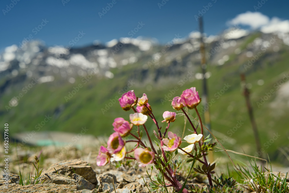 Obraz premium Swiss Alps mountain panorama in Val d’Anniviers, Wallis, Switzerland. Fresh alpine flowers in the foreground with a mountain range in the background, captured in summer on a high altitude