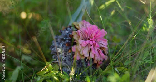 A dried rose zinnia flower smoulders and smokes on the grass slow motion