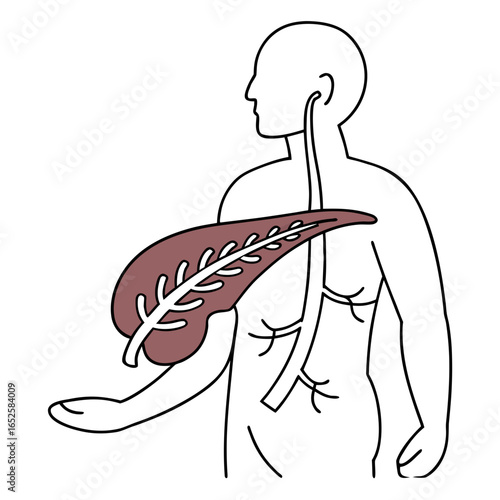 Pancreas organ anatomy body human biology medical health illustration system isolated on white background internal abdomen disease
