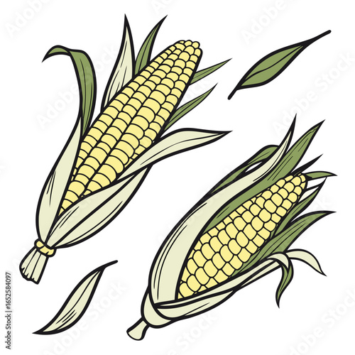 Two cobs of corn with leaves isolated on white background, representing autumn harvest and healthy eating in a vegetarian or vegan diet