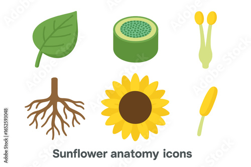 Sunflower anatomy icon set. Isometric botanical illustration of plant parts. Educational biology vector graphic with leaf, stem cross-section, root, and flower head.