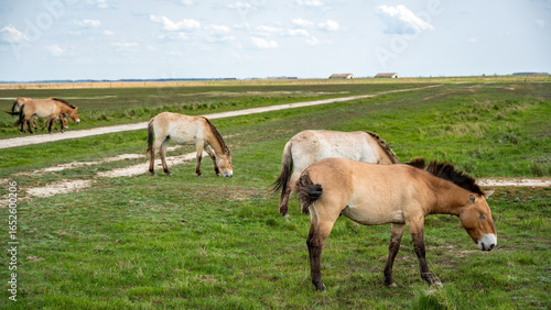 Przewalski's Horses Grazing in Hortobágy