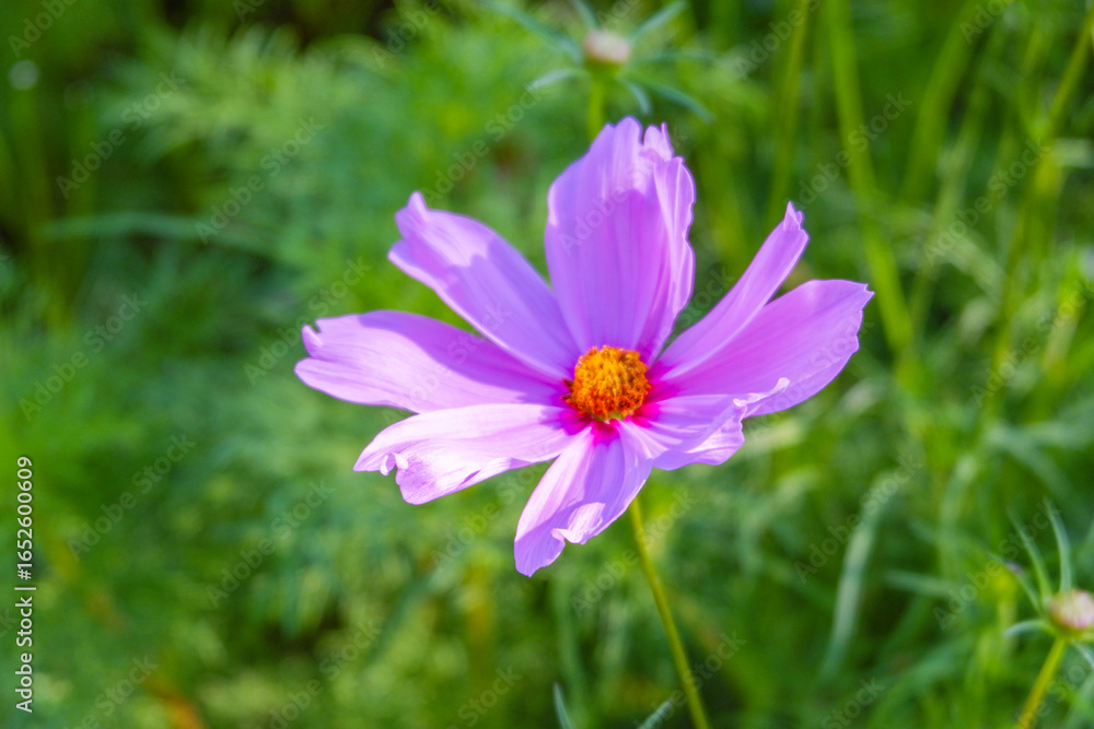 Beautiful pink cosmos flowers blooming in garden,spring season. Beautiful pink cosmos flowers blooming in garden,spring season.